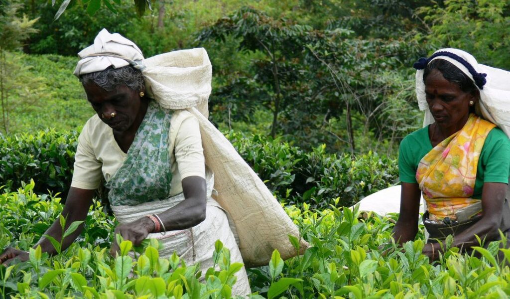 inde cueillette th web orig