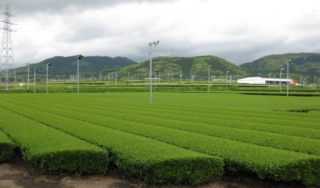 japon plantation m canis e orig